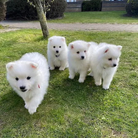 T1, Oura Appartement